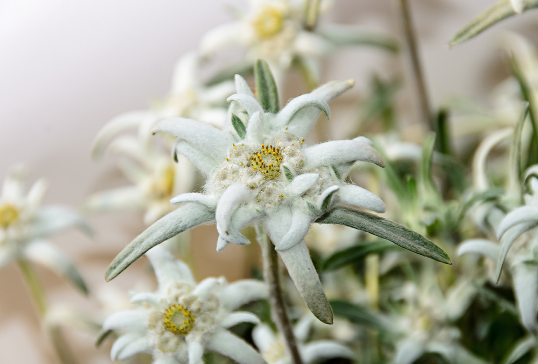 Edelweiß Blüte