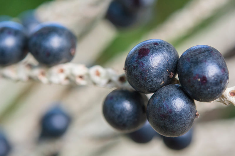 Acai Beeren
