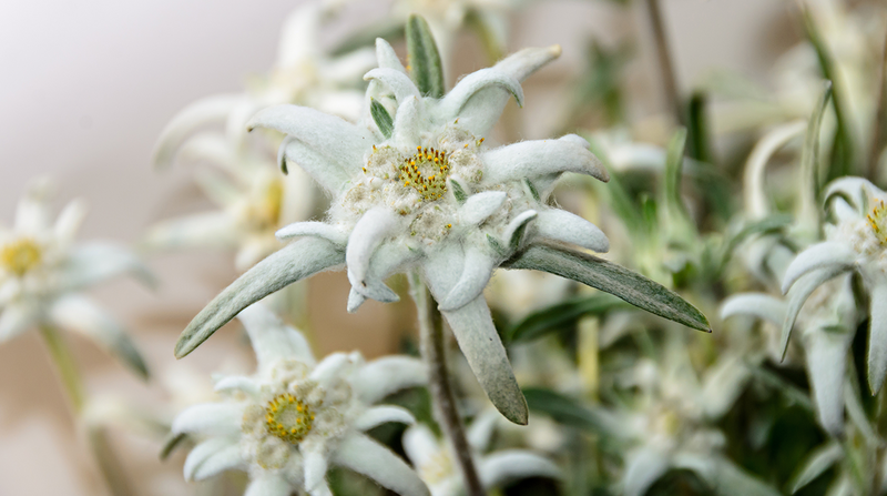 Edelweiss