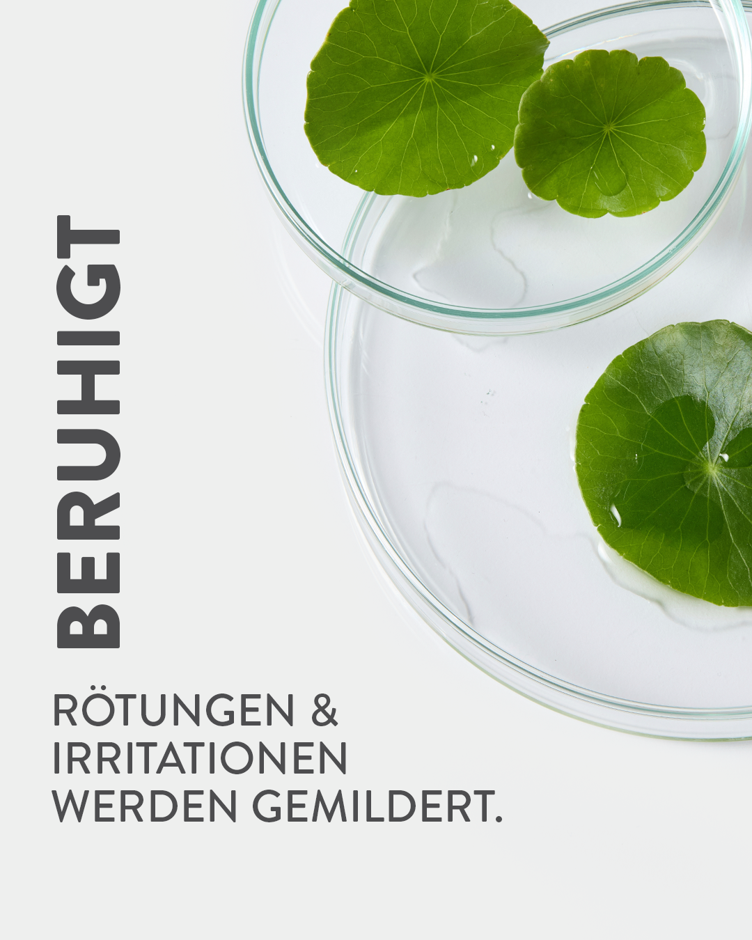 Blätter der Centella Asiatica mit Claim "Beruhigt und Rötungen und Irritationen werden gemildert"